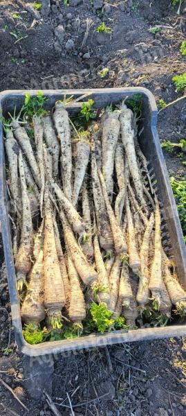 Gyökér eladó földesen