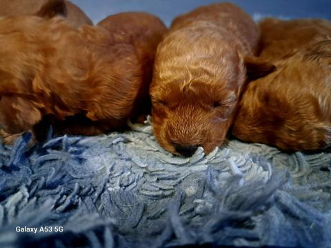 Maltipoo keverék kiskutyák Maltipoo keverék kiskutyák