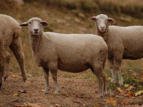 Birkanyáj új helyen legelne Birkanyáj új helyen legelne