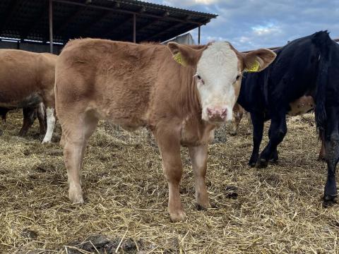 Eladó húshasznú borjak Eladó húshasznú borjak