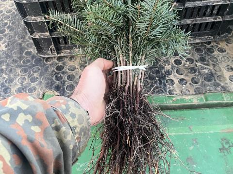 Nordmann Fenyőcsmete Eladó Nordmann Fenyőcsmete Eladó