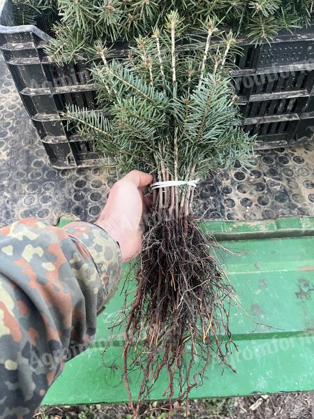 Nordmann Fenyőcsmete Eladó