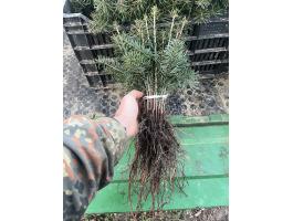 Nordmann Fenyőcsmete Eladó