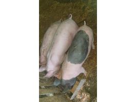 Eladó 3 db ártány süldő