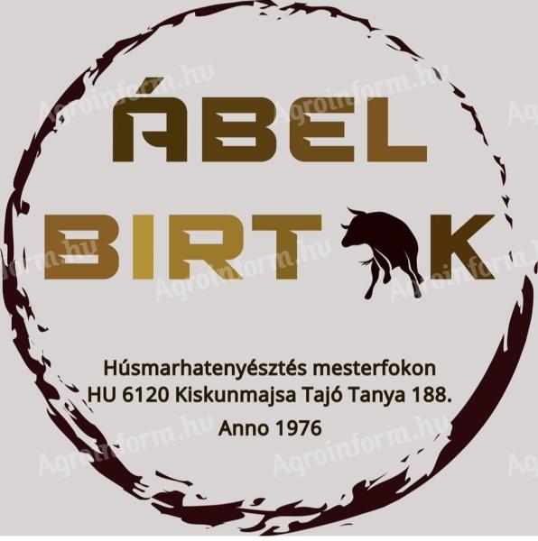 Tenyészbikák limousine