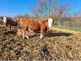 Magyartarka vemhes tehén