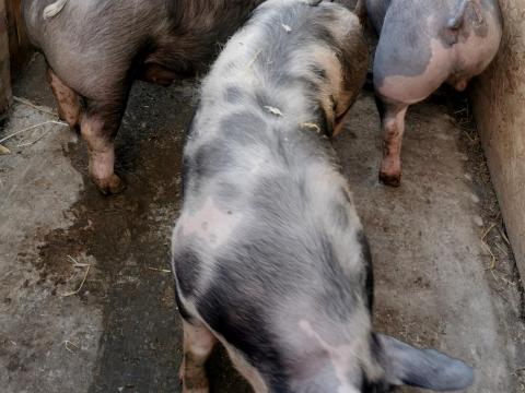 Eladó Pietrain hízók és süldők Eladó Pietrain hízók és süldők