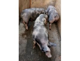 Eladó Pietrain hízók és süldők