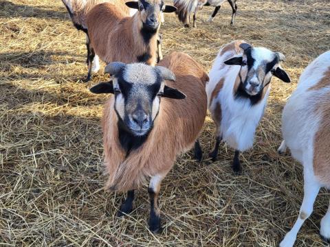 Kameruni juhok máshol legelnének Kameruni juhok máshol legelnének