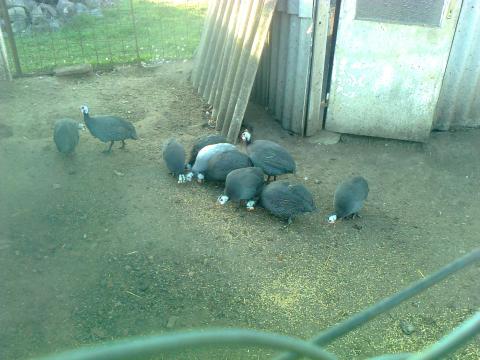 Gyöngytyúk állomány Gyöngytyúk állomány