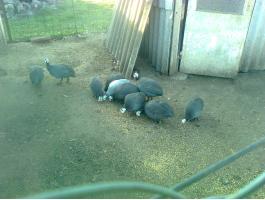 Gyöngytyúk állomány