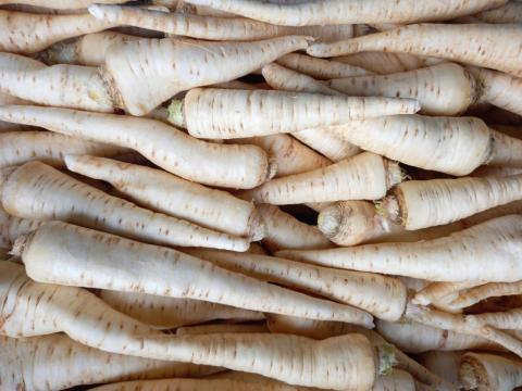 Petrezselyemgyökér eladó