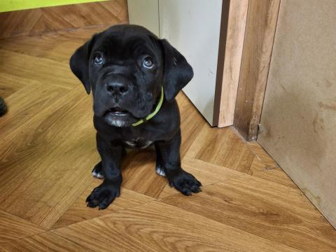 Cane corso Cane corso