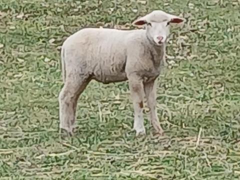 Kos bárány Kos bárány