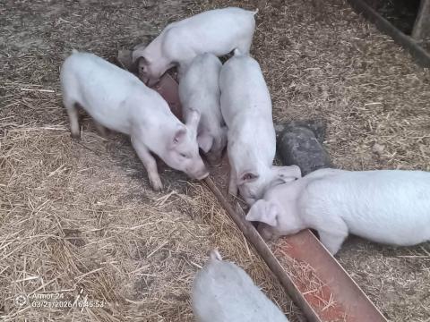 Kismalac eladó Kismalac eladó