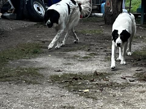 Bukovinai pásztor kutya kölykök gazdát keresnek Bukovinai pásztor kutya kölykök gazdát keresnek