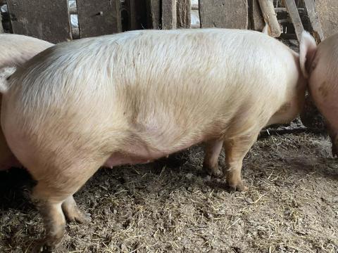 Nagysúlyú hízók eladók Nagysúlyú hízók eladók