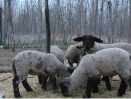 Suffolk keverék jerkék