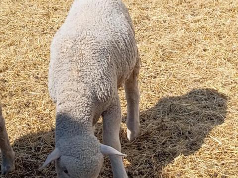 Eladó magyar merinó kosbárányok Eladó magyar merinó kosbárányok