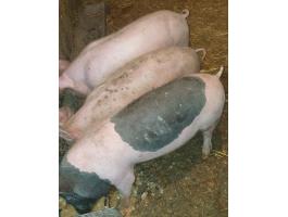 Eladó 3 db, egyenként 35 kg-os ártány süldő