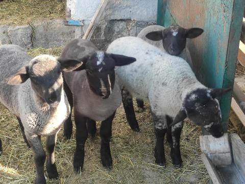 Bárány eladó Bárány eladó