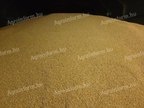 Kukorica 150 t Nyírmihálydi