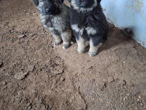 Sarplaninac fajtatiszta jellegű kölyök kutya