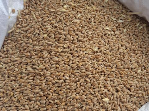 Búza eladó kis és nagy tételben Búza eladó kis és nagy tételben