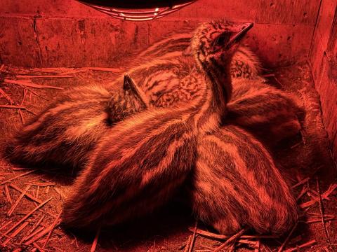 Emucsibék eladók Emucsibék eladók