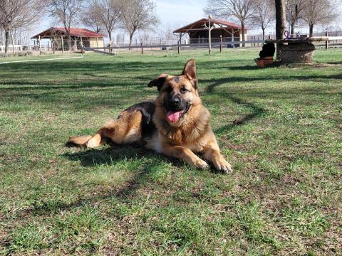 Fajtiszta, törzskönyves németjuhász szuka, 1 éves Fajtiszta, törzskönyves németjuhász szuka, 1 éves