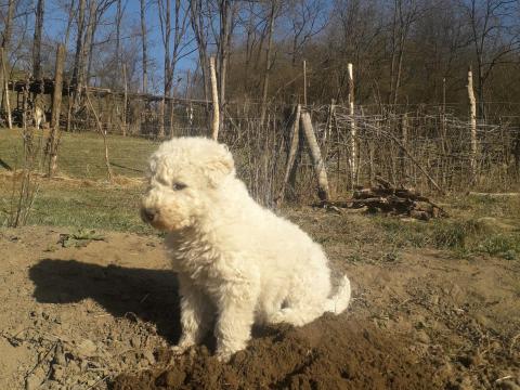 Törzskönyvezett komondor szuka kölyök eladó Törzskönyvezett komondor szuka kölyök eladó