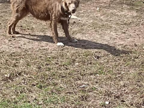 Nèmet puli jellegű kutya Nèmet puli jellegű kutya