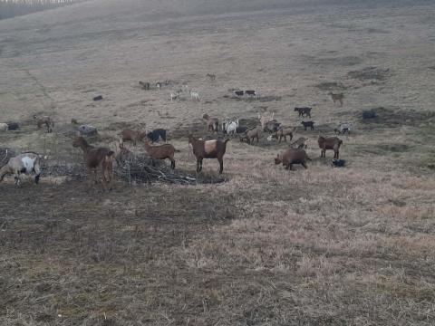 Kecskék eladók Kecskék eladók