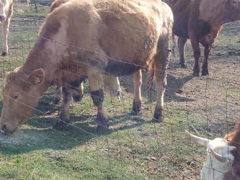 Húshasznú tehén állomány eladó Húshasznú tehén állomány eladó