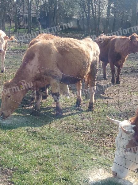 Húshasznú tehén állomány eladó