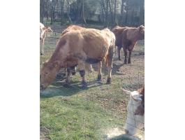 Húshasznú tehén állomány eladó