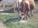 Húshasznú tehén állomány eladó