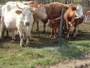 Húshasznú tehén állomány eladó