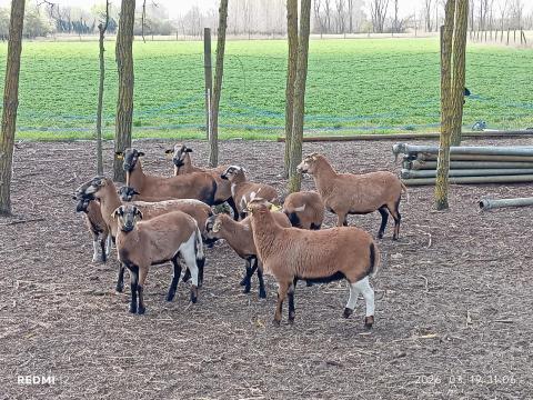 Kameruni juh Kameruni juh