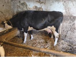 Eladó tehén két bika borjúval