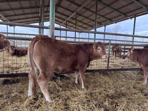 Limousin tenyészüszők eladók Limousin tenyészüszők eladók