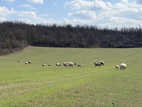 Szerető gazdától eladó birkanyáj – 20 db magyar merinó Szerető gazdától eladó birkanyáj – 20 db magyar merinó