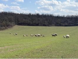 Szerető gazdától eladó birkanyáj – 20 db magyar merinó
