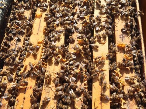 Méhcsaládok eladók Méhcsaládok eladók