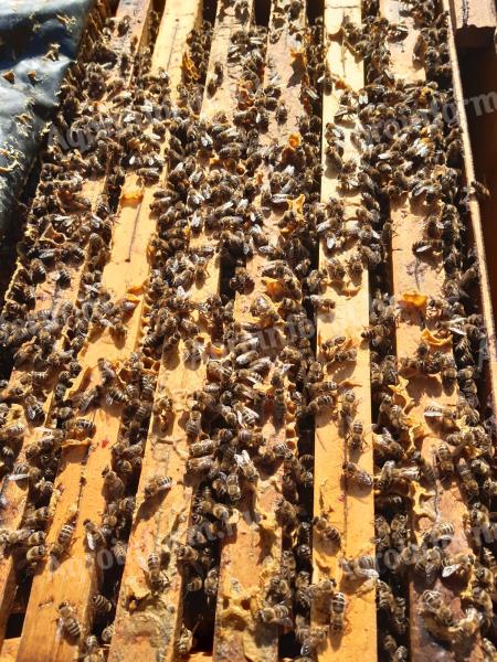 Méhcsaládok eladók