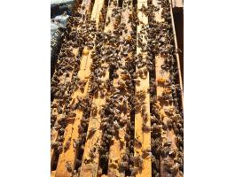 Méhcsaládok eladók