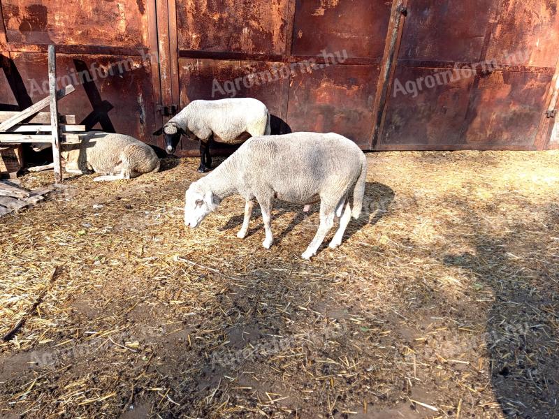 2 db kos birka eladó