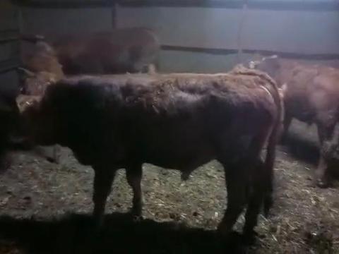 15 db limuzin borjú eladó 15 db limuzin borjú eladó