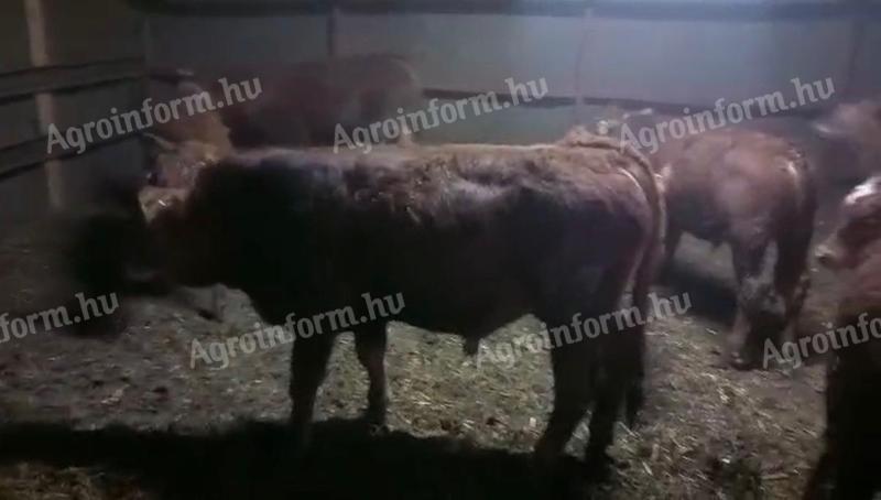 15 db limuzin borjú eladó