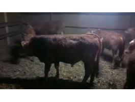 15 db limuzin borjú eladó